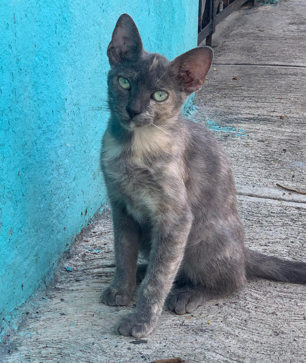 Cosmo
