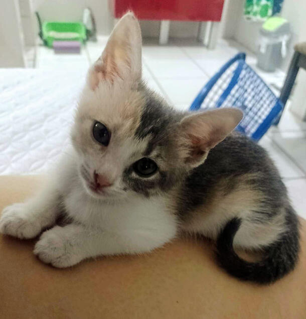 Callie